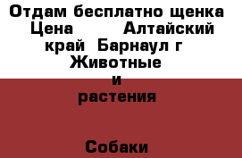 Отдам бесплатно щенка › Цена ­ 10 - Алтайский край, Барнаул г. Животные и растения » Собаки   